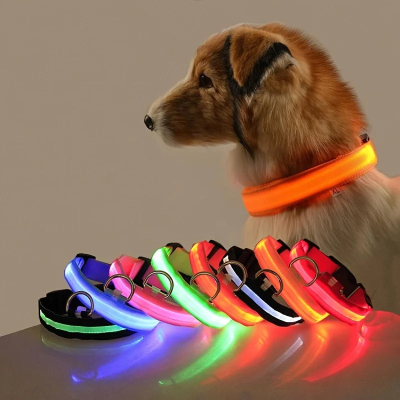 Dog wearing an orange LED collar with glowing collars in various colors on a reflective surface.