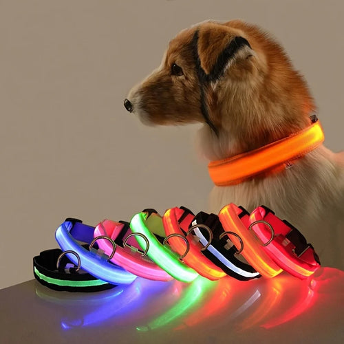 Dog wearing an orange LED collar with glowing collars in various colors on a reflective surface.